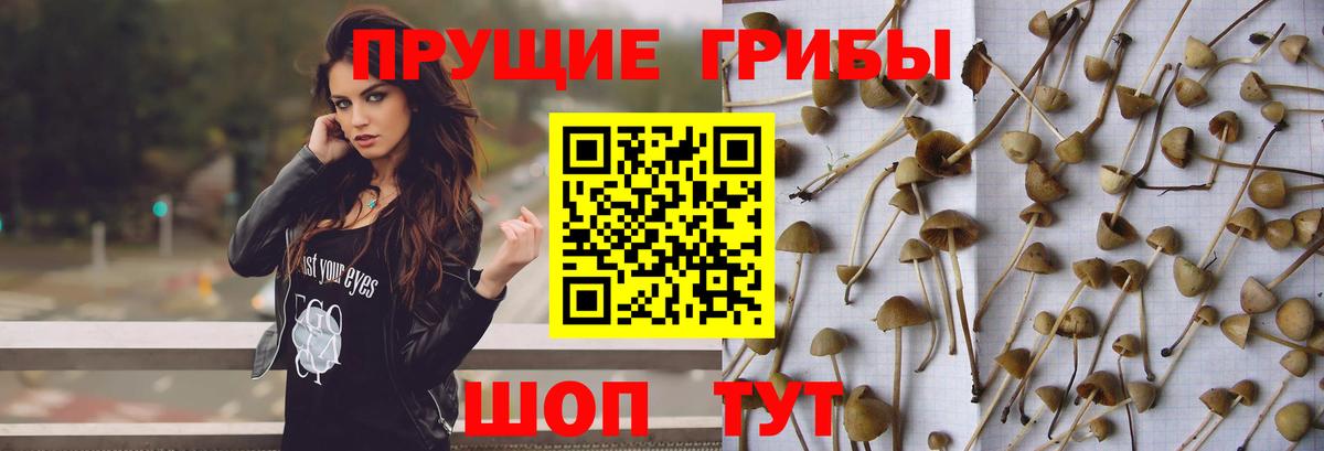Псилоцибиновые грибы прущие грибы  Вход с VPN  Псилоцибиновые грибы MAGIC MUSHROOMS  Ивантеевка 
